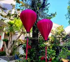 two pink lanterns hanging from a tree in the middle of a garden with other plants