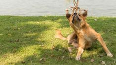 a brown dog sitting on top of a lush green field next to a body of water