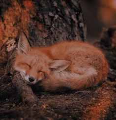 a red fox curled up sleeping on the ground in front of a tree with its eyes closed