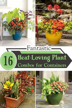 four different types of planters with text overlay that reads 16 heat loving plant combos for containers