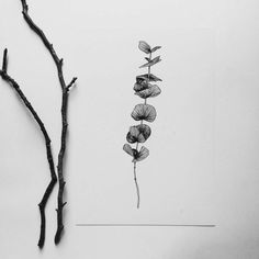 a black and white photo of a plant with leaves on it next to a branch