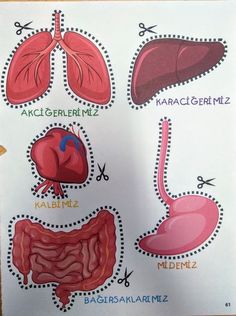 the diagram shows different types of lungs and their corresponding organs, including the livers