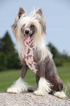 Chinese Crested Chinese Crested Hairless, Chinese Crested Powder Puff, Chinese Dog, Hairless Dog, Disabled Dog, Cane Corso Dog, Corso Dog, Chinese Crested Dog, Most Popular Dog Breeds