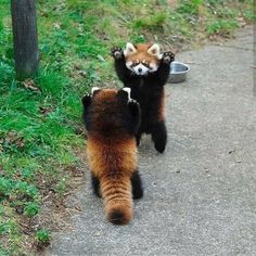 two red panda bears playing with each other