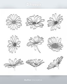 six daisies drawn in black and white