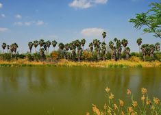 palm trees line the shore of a lake