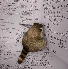 a raccoon sitting on top of a whiteboard covered in lots of writing