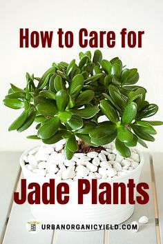 a potted plant with white rocks in it and the words how to care for jade plants