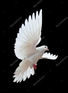 a white dove flying in the air with its wings spread