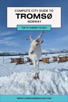 a white goat standing in the snow with text overlay that reads, complete city guide to tromso norway top 21 things to do