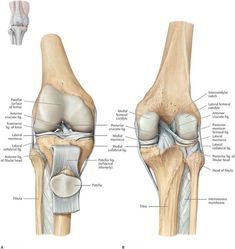 Limb Anatomy, Lower Limb Muscles