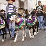 people walking down the street with their dogs in colorful blankets and saddles on horses