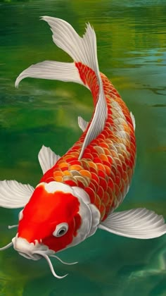 a red and white koi fish swimming in the water