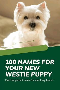 a small white dog sitting on top of a bed next to a green sign that says 100 names for your new westie puppy