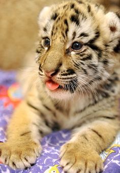 a small tiger cub laying on top of a purple and blue blanket with its tongue out