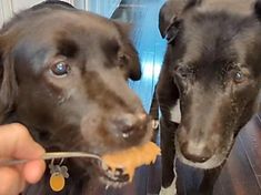 two dogs looking at each other while eating food