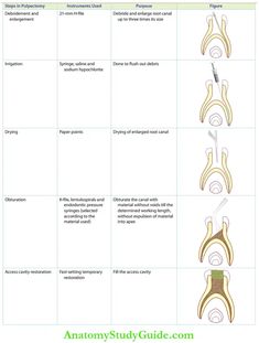 Pulpectomy In Primary Teeth Notes - Anatomy Study Guide