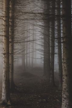 the woods are foggy and there is only one tree in the foreground with no leaves on it