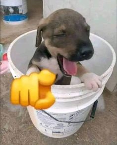 a dog is sitting in a bucket with its tongue out and his head sticking out