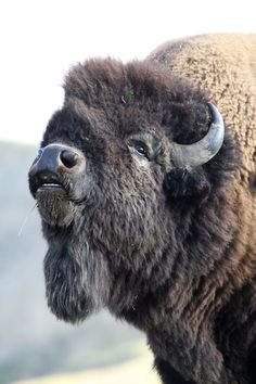 an adult bison with large horns standing in the grass