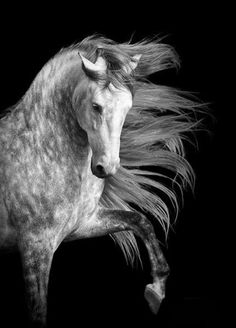 black and white photograph of a horse with its hair blowing in the wind on a dark background