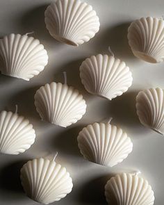 nine scallop shells are arranged on a white surface