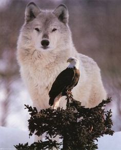 a wolf and an eagle are standing in the snow