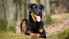 25 cute Beauceron puppies for sale in Rockwall, Texas | Good Dog Names For Girl Dogs, Puppies Names Female, Names For Girl, American Leopard Hound, Cute Animal Names, Cute Puppy Names, Dog Names Unique, Girl Dog Names, Female Dog Names