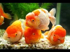 three orange and white fish in an aquarium