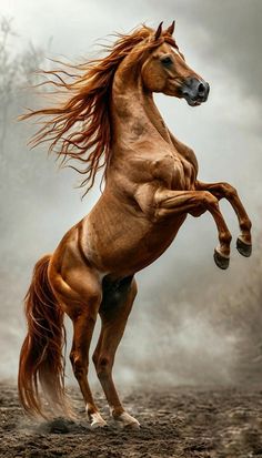 Frank Album, Horse Photos, Classical Art, Horse Photography, Horse Art, Animal Planet, Wild Horses