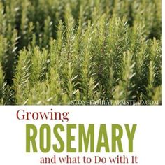 the cover of growing rosemary and what to do with it, including how to grow them