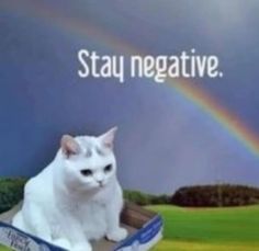 a white cat sitting on top of a box with a rainbow in the background