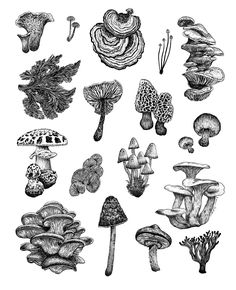 an ink drawing of different types of mushrooms