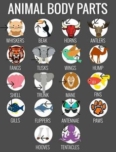 an animal body parts poster with different animals