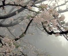 the trees are blooming in the foggy weather