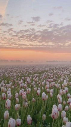 a field full of pink and white tulips with the sun setting in the background