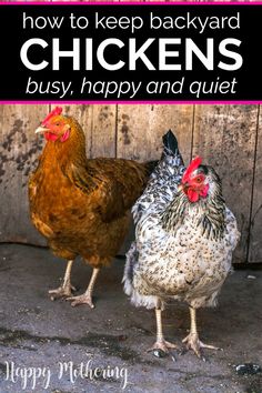 two chickens standing next to each other with the words 5 ideas for keeping your backyard chickens busy and happy