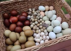 a basket filled with eggs sitting on top of a wooden table