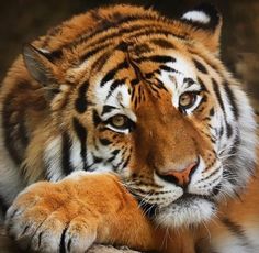 a large tiger laying on top of a rock