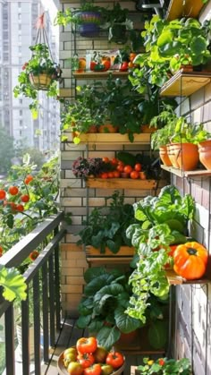 an outdoor balcony filled with potted plants and hanging baskets full of tomatoes, lettuce, and other vegetables