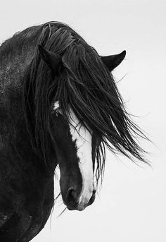 a black and white photo of a horse with its head turned to the side, looking straight ahead