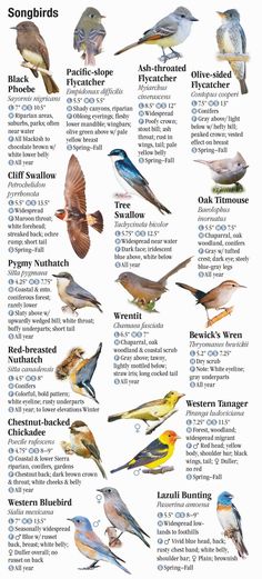 a poster with different kinds of birds on it's back side, including the names and