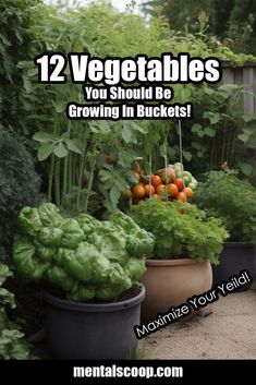 vegetables growing in buckets with text overlay that reads 12 vegetables you should be growing in buckets