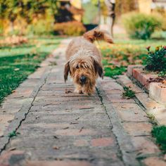 a small dog walking down a brick path