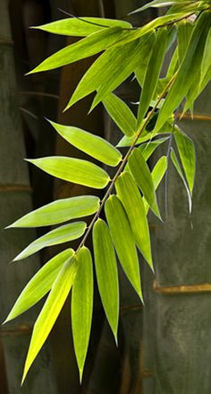 a green leafy tree branch in front of a wall