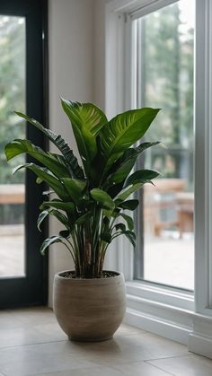 a large potted plant sitting on top of a tiled floor next to a window