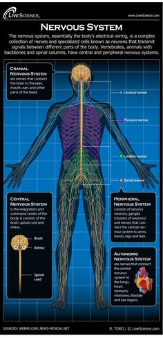 the nervous system is shown in this diagram, which shows how it functions and functions