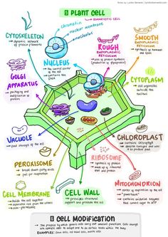 the cell diagram is shown with different parts labeled in each section, including an eggplant