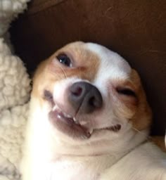 a small brown and white dog laying on top of a blanket