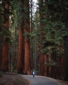 a person walking down a road surrounded by tall trees